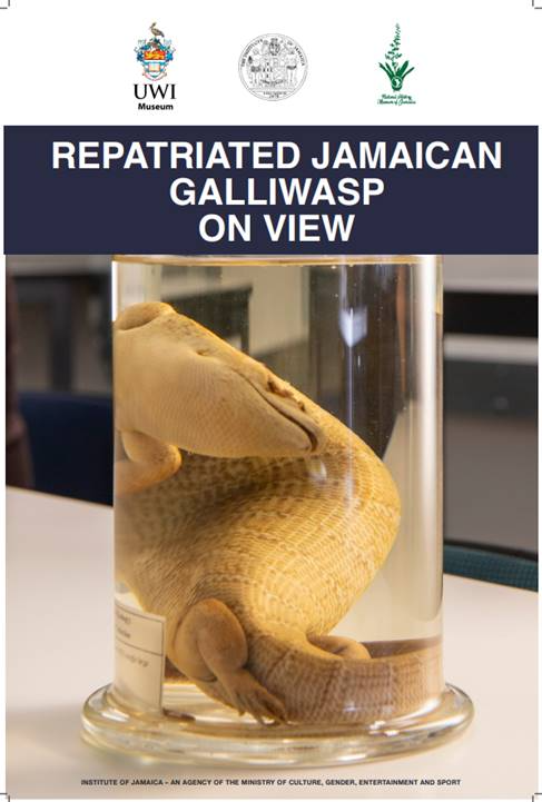 Extended Viewing of the Repatriated Jamaican Giant Galliwasp